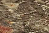 Polished Oligocene Petrified Wood (Pinus) - Australia #247838-1
